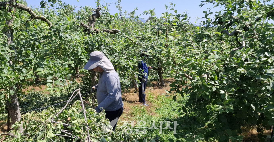 정읍 고부면 사과농가에 단비…일손돕기